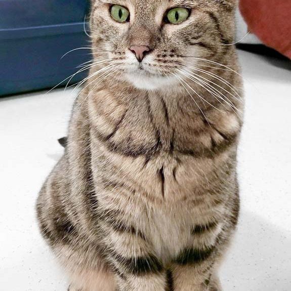 Kätzin Kiwi / © 2018 Arche KaNaum (DN) Kätzin Kiwi / © 2018 Arche KaNaum (DN)