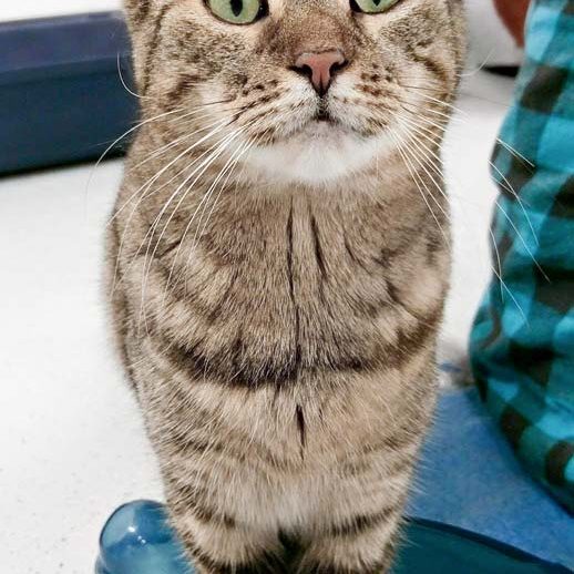 Kätzin Kiwi / © 2018 Arche KaNaum (DN) Kätzin Kiwi / © 2018 Arche KaNaum (DN)