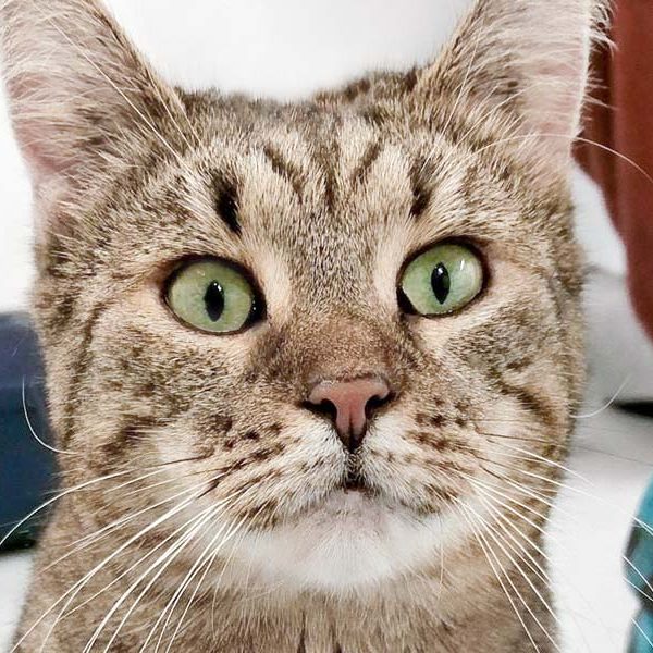 Kätzin Kiwi / © 2018 Arche KaNaum (DN) Kätzin Kiwi / © 2018 Arche KaNaum (DN)