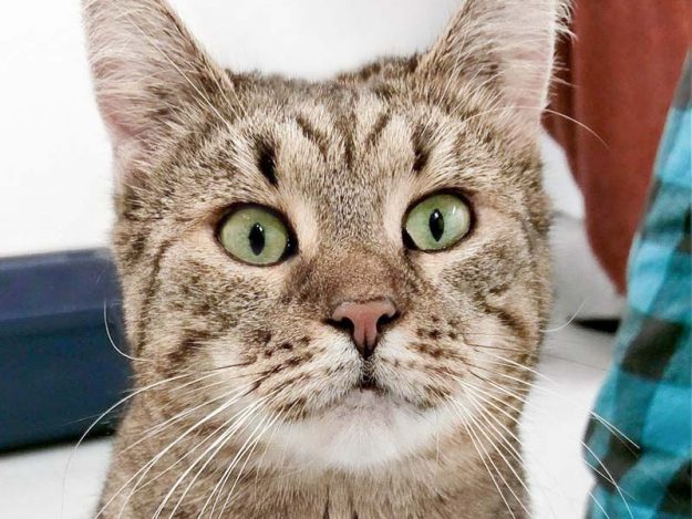 Kätzin Kiwi / © 2018 Arche KaNaum (DN)