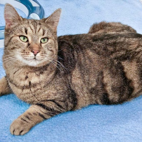 Kätzin Kiwi / © 2018 Arche KaNaum (DN) Kätzin Kiwi / © 2018 Arche KaNaum (DN)