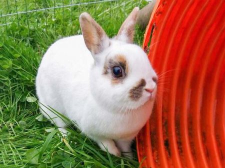 Vermisst: Kaninchenmädel Lillo / © 2017 Privat