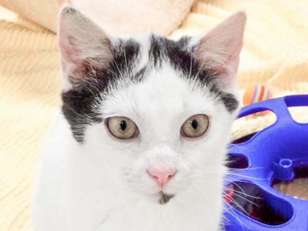 Kater James / © 2017 Arche KaNaum (OS)