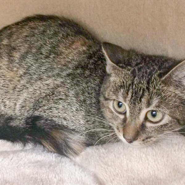 Kätzin Christine / © 2017 Arche KaNaum (DN)