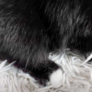 Hinterbein mit markanter Fellzeichnung von Kater Morpheus, dem schwarz-weißen Fundkaters aus Bad Arolsen / © 2017 Arche KaNaum (DN)