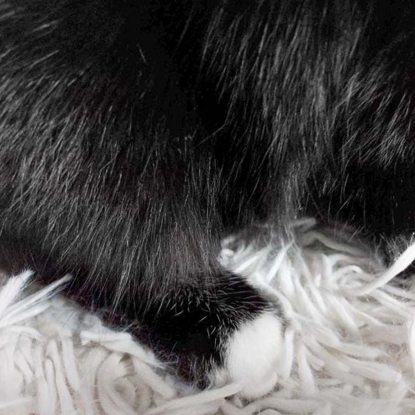 Hinterbein mit markanter Fellzeichnung von Kater Morpheus, dem schwarz-weißen Fundkaters aus Bad Arolsen / © 2017 Arche KaNaum (DN)