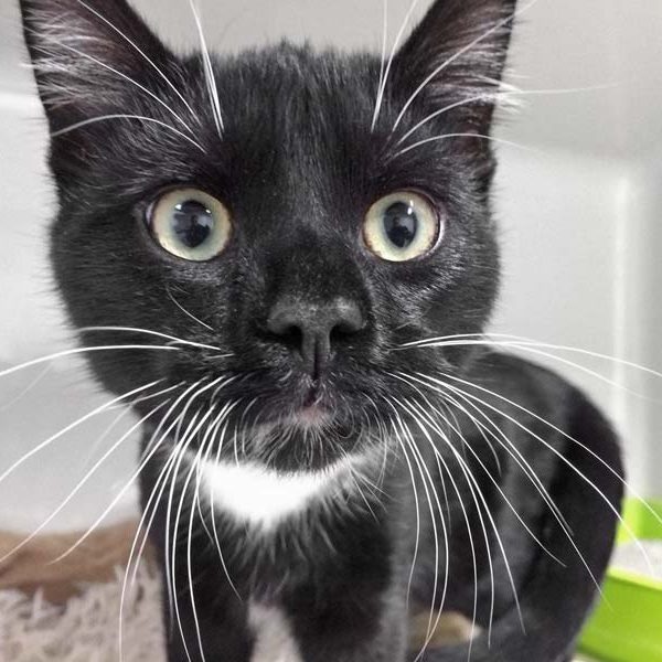 Kater Morpheus - schwarz-weißer Fundkater aus Bad Arolsen / © 2017 Arche KaNaum (DN)