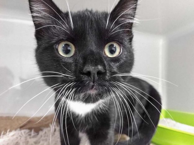 Kater Morpheus - schwarz-weißer Fundkater aus Bad Arolsen / © 2017 Arche KaNaum (DN)