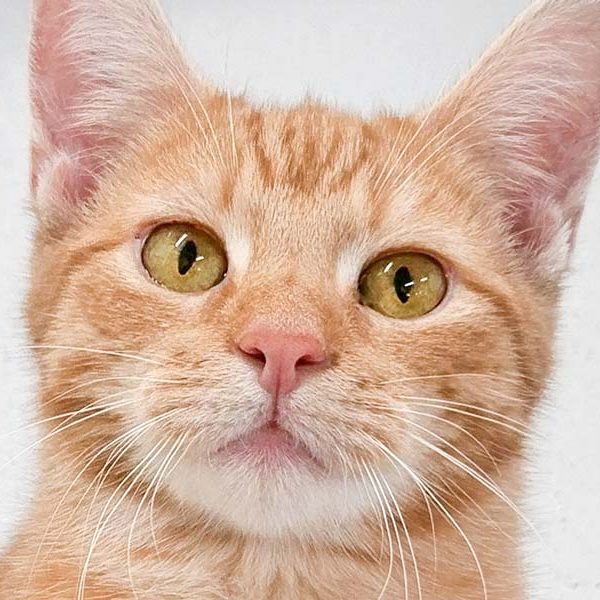 Kater Herr Rossi / © 2018 Arche KaNaum (OS) Kater Herr Rossi / © 2018 Arche KaNaum (OS)