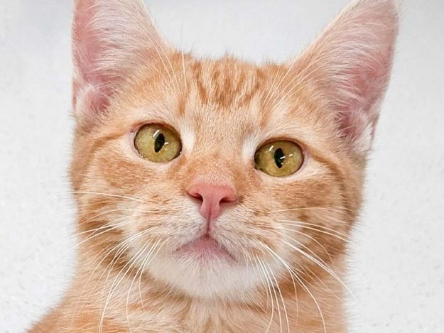 Kater Herr Rossi / © 2018 Arche KaNaum (OS)