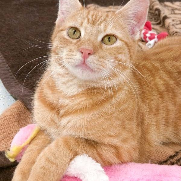 Kater Herr Rossi / © 2018 Arche KaNaum (OS) Kater Herr Rossi / © 2018 Arche KaNaum (OS)