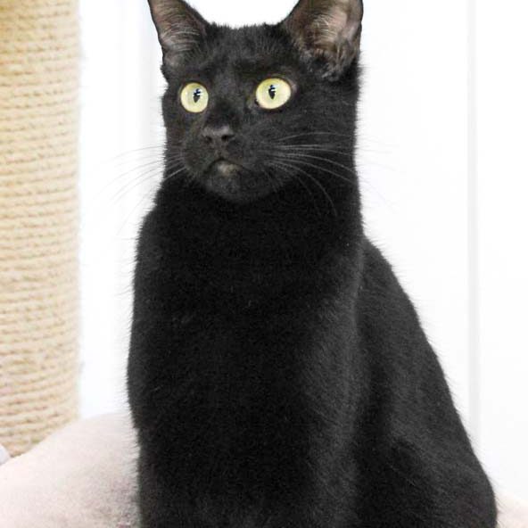 Kätzin Mirabell / © 2019 Arche KaNaum (DN)