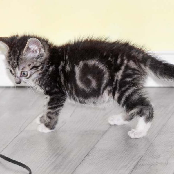 Kater Arhur  / © 2017 Arche KaNaum (DN) Kater Arhur / © 2017 Arche KaNaum (DN)