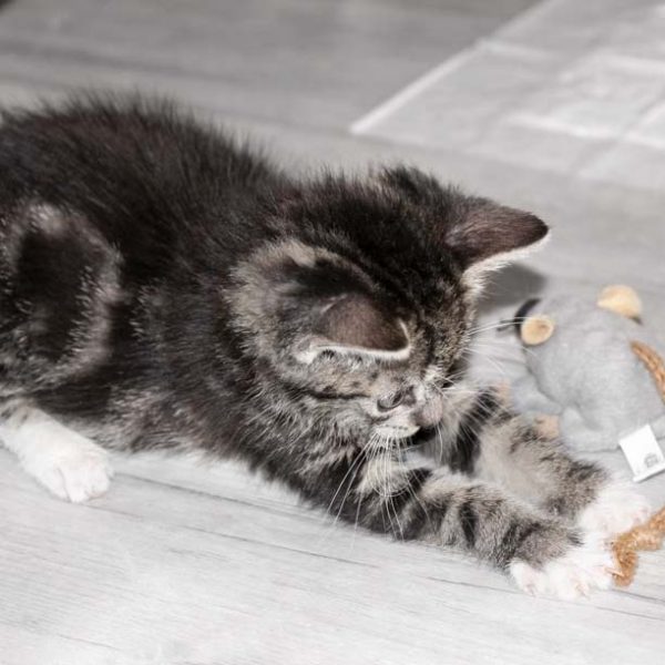 Kater Arhur  / © 2017 Arche KaNaum (DN) Kater Arhur / © 2017 Arche KaNaum (DN)