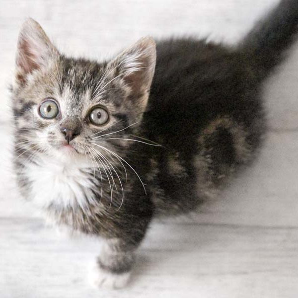 Kater Arhur  / © 2017 Arche KaNaum (DN) Kater Arhur / © 2017 Arche KaNaum (DN)