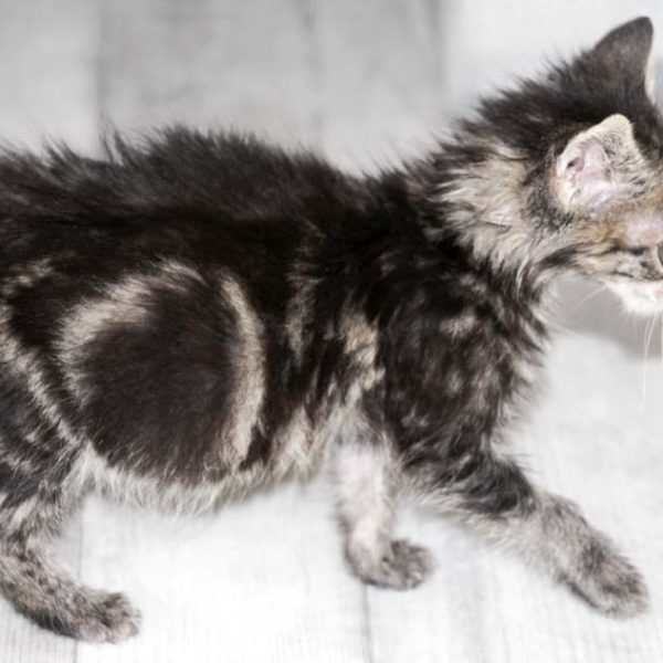 Kätzin Thordis / © 2017 Arche KaNaum (DN) Kätzin Thordis / © 2017 Arche KaNaum (DN)