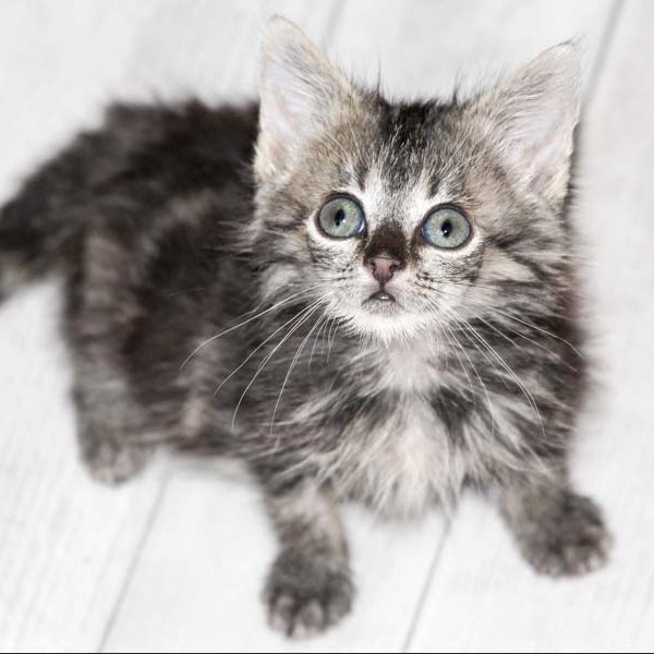 Kätzin Thordis / © 2017 Arche KaNaum (DN) Kätzin Thordis / © 2017 Arche KaNaum (DN)