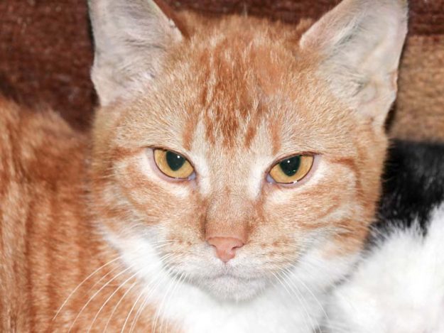 Kater Buddy / © 2017 Arche KaNaum (DN)