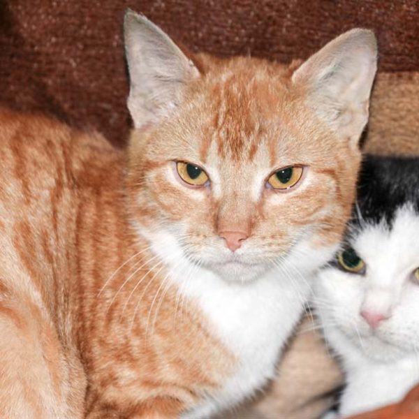 Kater Buddy (l.) mit Freundin Zazu / © 2017 Arche KaNaum (DN)