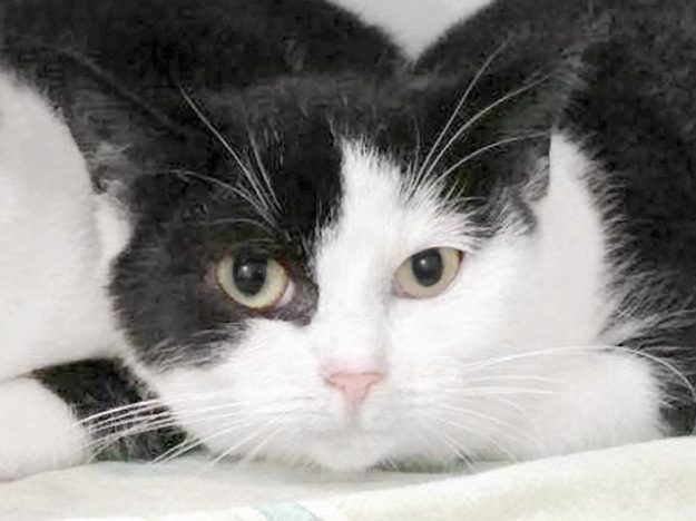 Kätzin Shenzi / © 20187 Arche KaNaum (DN)