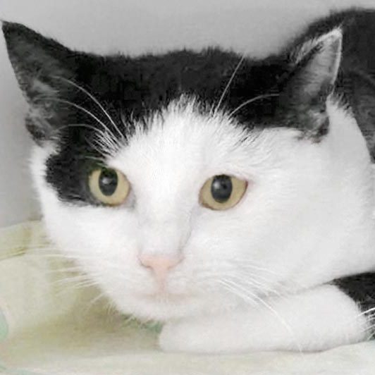 Kätzin Zazu / © 20187 Arche KaNaum (DN)