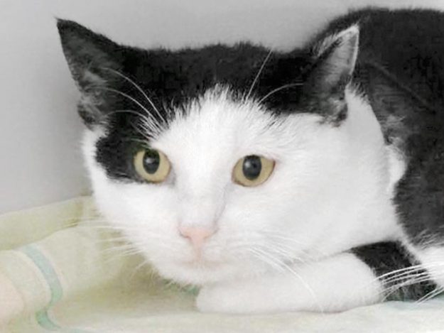 Kätzin Zazu / © 20187 Arche KaNaum (DN)