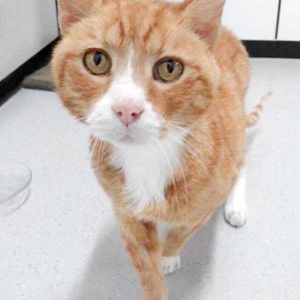 Kater Amor / © 2017 Arche KaNaum (OS)