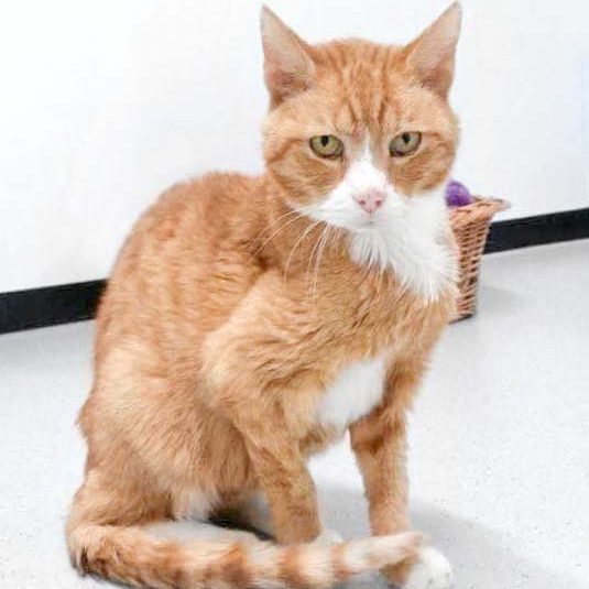 Kater Amor / © 2017 Arche KaNaum (OS)