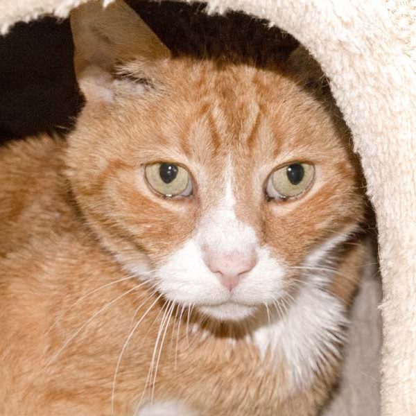 Kater Amor / © 2017 Arche KaNaum (NH)