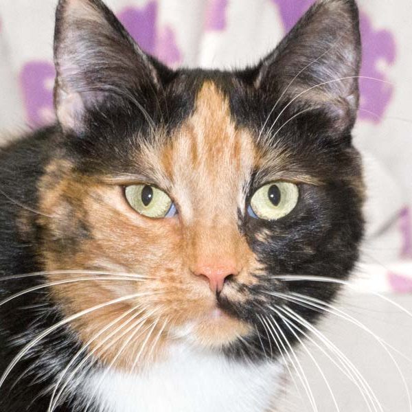 Kätzin Maja / © 2017 Arche KaNaum (NH)