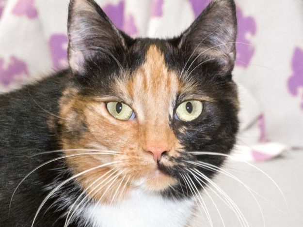 Kätzin Maja / © 2017 Arche KaNaum (NH)