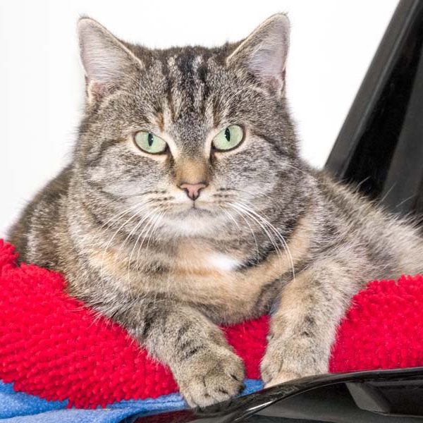 Kätzin Ophelia / © 2017 Arche KaNaum (NH) Kätzin Ophelia / © 2017 Arche KaNaum (NH)