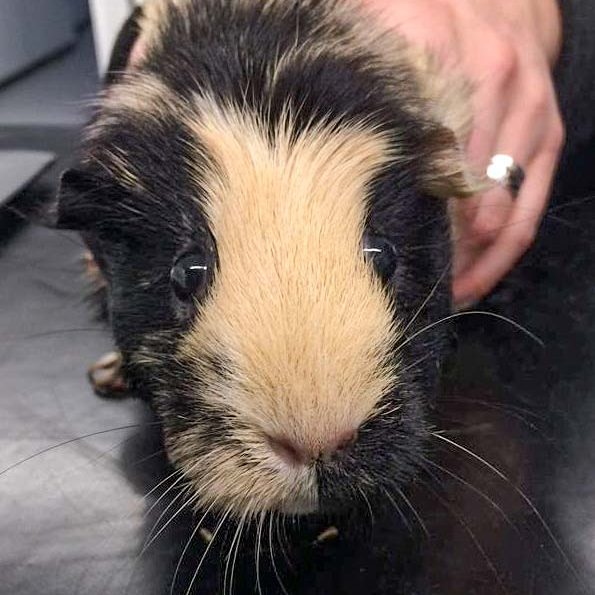 Meerschweinchen-Weibchen Mutti / © 2017 Arche KaNaum (DN)