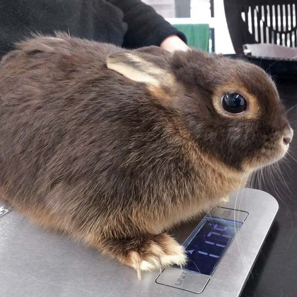 Kaninchen-Häsin Tina / © 2017 Arche KaNaum (DN)