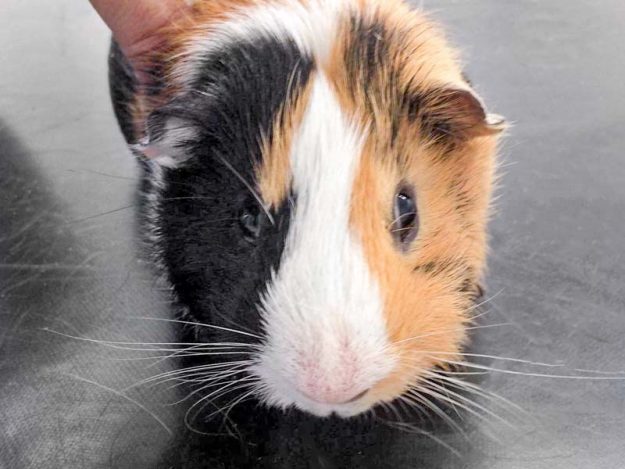 Meerschweinchen-Bock Vati / © 2017 Arche KaNaum (DN)