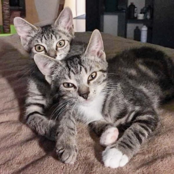 Kater Arthur (v.) m. Schwesterchen Lavinia / © 2018 Arche KaNaum (DN)