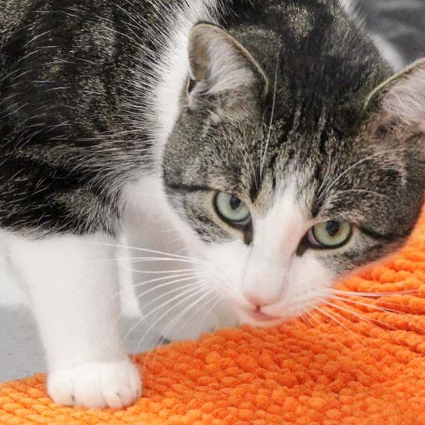 Kater Maxi / © 2017 Arche KaNaum (DN)