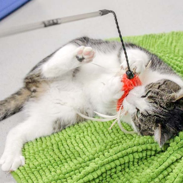 Kater Maxi / © 2017 Arche KaNaum (DN)