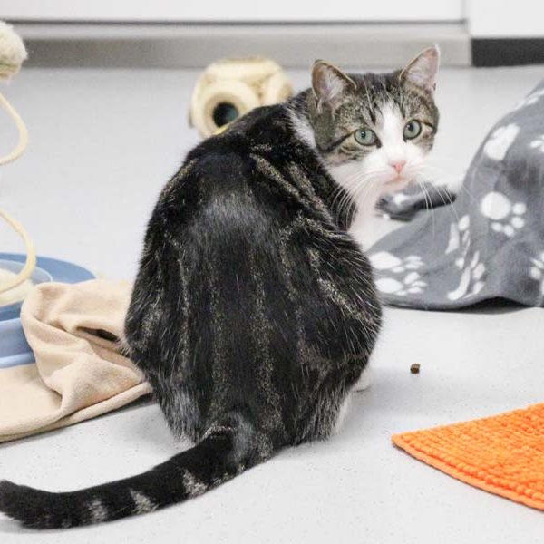 Kater Maxi / © 2017 Arche KaNaum (DN)