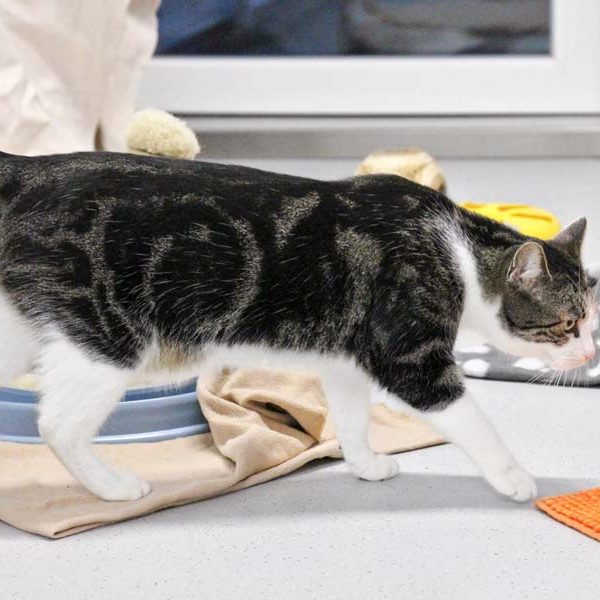 Kater Maxi / © 2017 Arche KaNaum (DN)