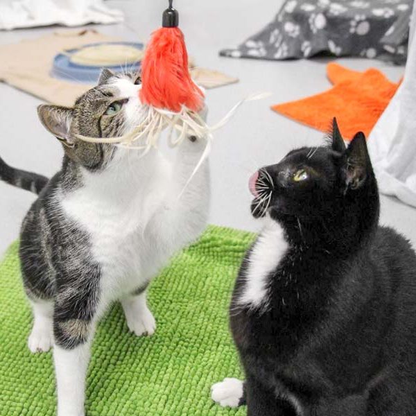 Kater Maxi (l.) mit Kumpel Mäxchen / © 2017 Arche KaNaum (DN)