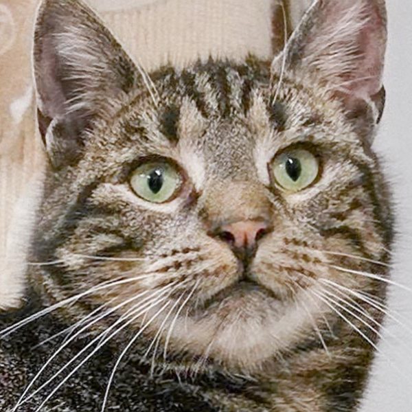 Kater Carlos  / © 2018 Arche KaNaum (DN) Kater Carlos / © 2018 Arche KaNaum (DN)