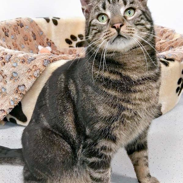 Kater Carlos  / © 2018 Arche KaNaum (DN) Kater Carlos / © 2018 Arche KaNaum (DN)