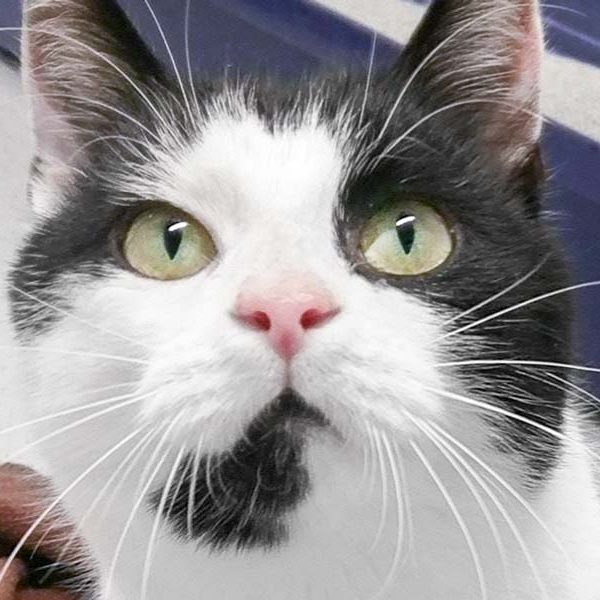 Kater Arni / © 2018 Arche KaNaum (DN) Kater Arni / © 2018 Arche KaNaum (DN)