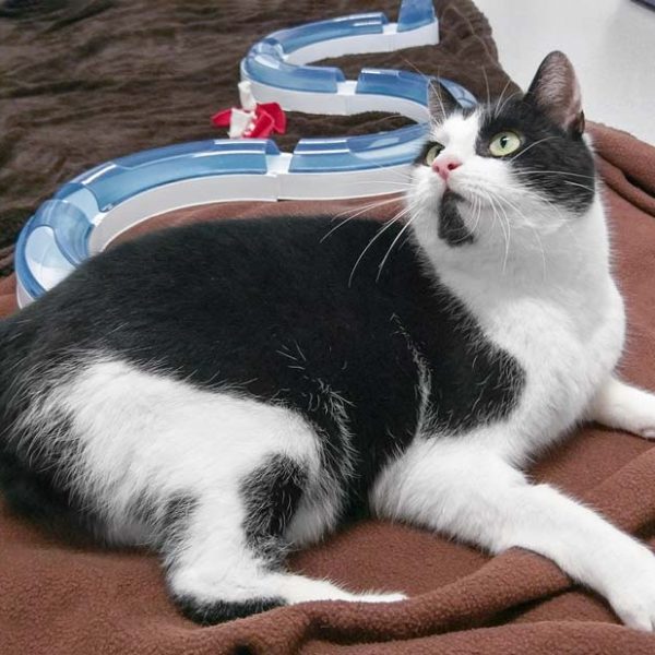 Kater Arni / © 2018 Arche KaNaum (DN) Kater Arni / © 2018 Arche KaNaum (DN)