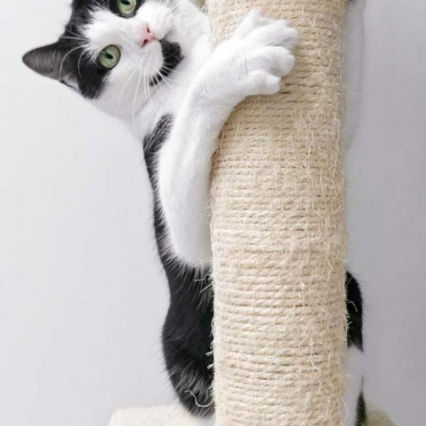 Kater Arni / © 2018 Arche KaNaum (DN) Kater Arni / © 2018 Arche KaNaum (DN)