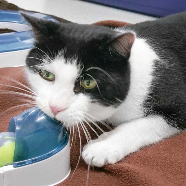 Kater Arni / © 2018 Arche KaNaum (DN) Kater Arni / © 2018 Arche KaNaum (DN)