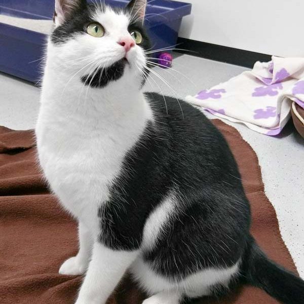 Kater Arni / © 2018 Arche KaNaum (DN) Kater Arni / © 2018 Arche KaNaum (DN)