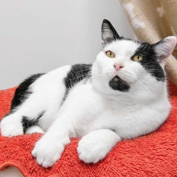 Kätzin Visna / © 2018 Arche KaNaum (DN)