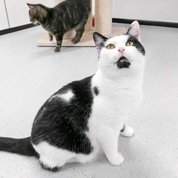 Kätzin Visna / © 2018 Arche KaNaum (DN)